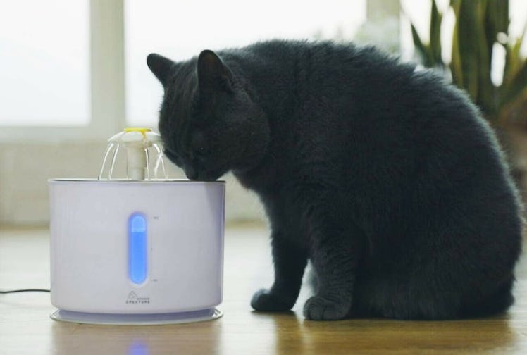 Wonder Creature Cat Water Fountain 