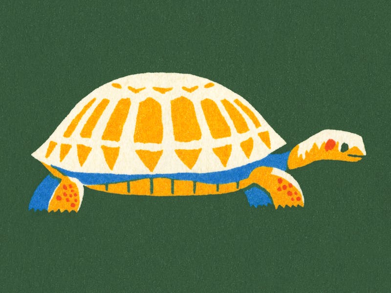 tortoise