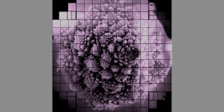 romanesco cauliflower 3.2 billion pixel image