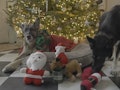 Joe Biden's dogs Champ and Major starred in a 2020 Christmas video.