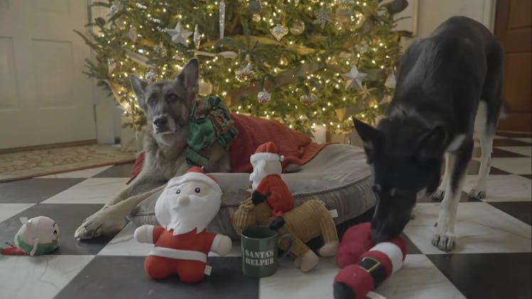 Joe Biden's dogs Champ and Major starred in a 2020 Christmas video.