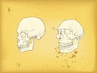 ancient human skulls