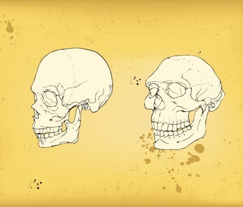 ancient human skulls
