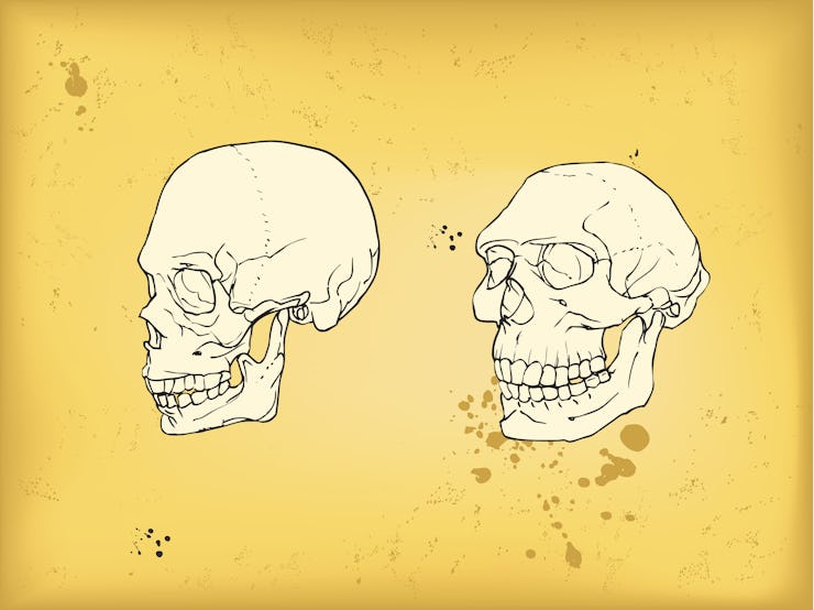 ancient human skulls