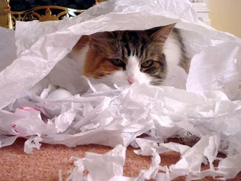 A cat that has made a mess with toilet paper due to separation anxiety