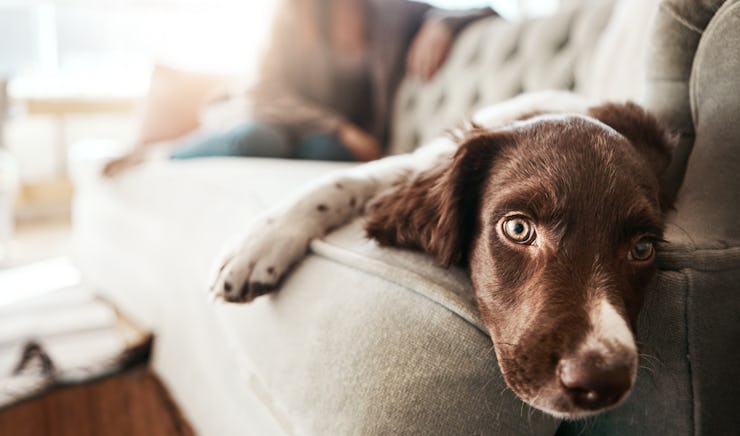 Sad dog