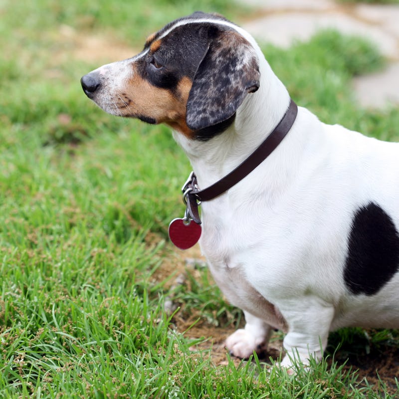 White and black dachshund standing at the grass