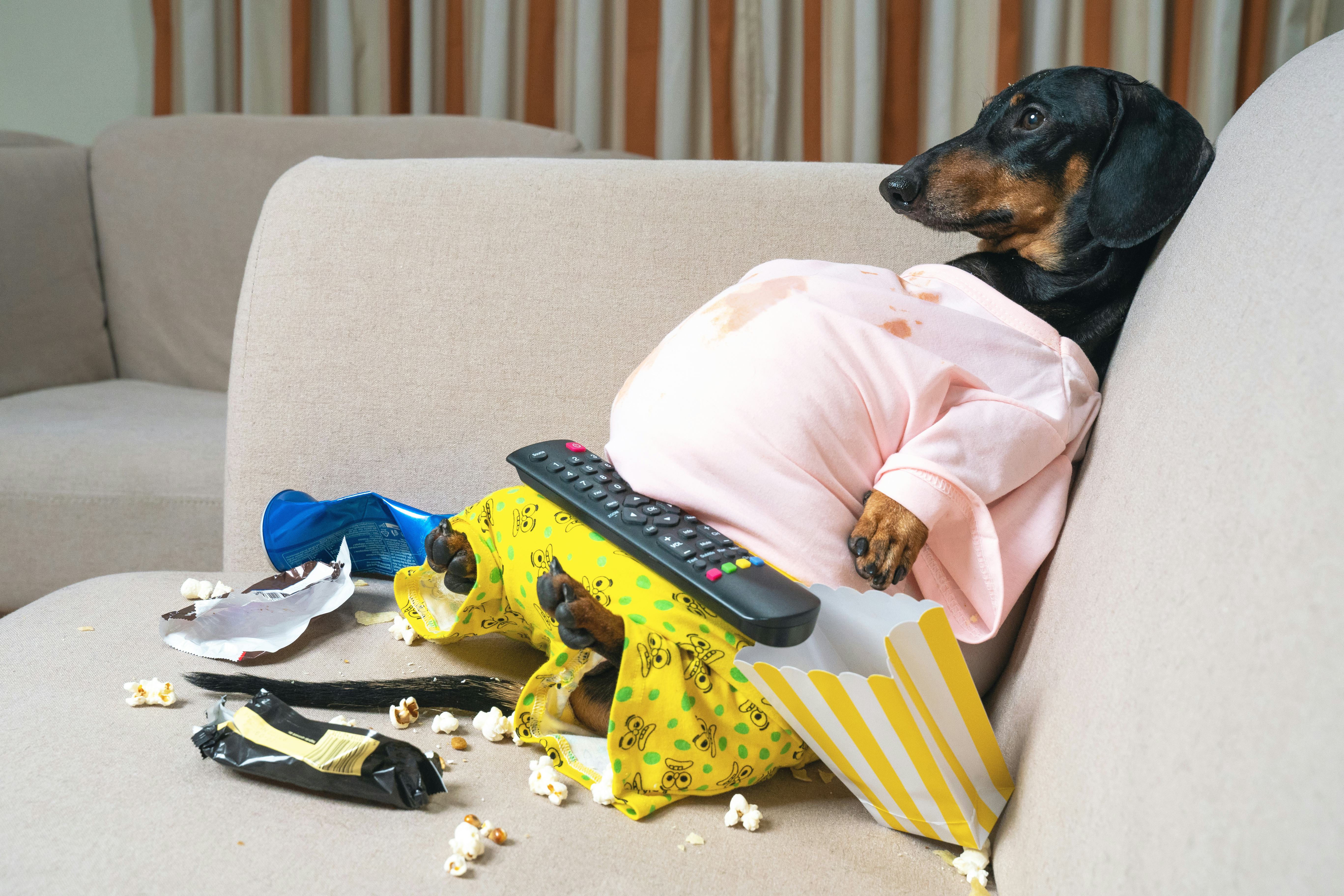fat dog couch potato eating a popcorn, chocolate, fast food and watching television. Parody of a laz...