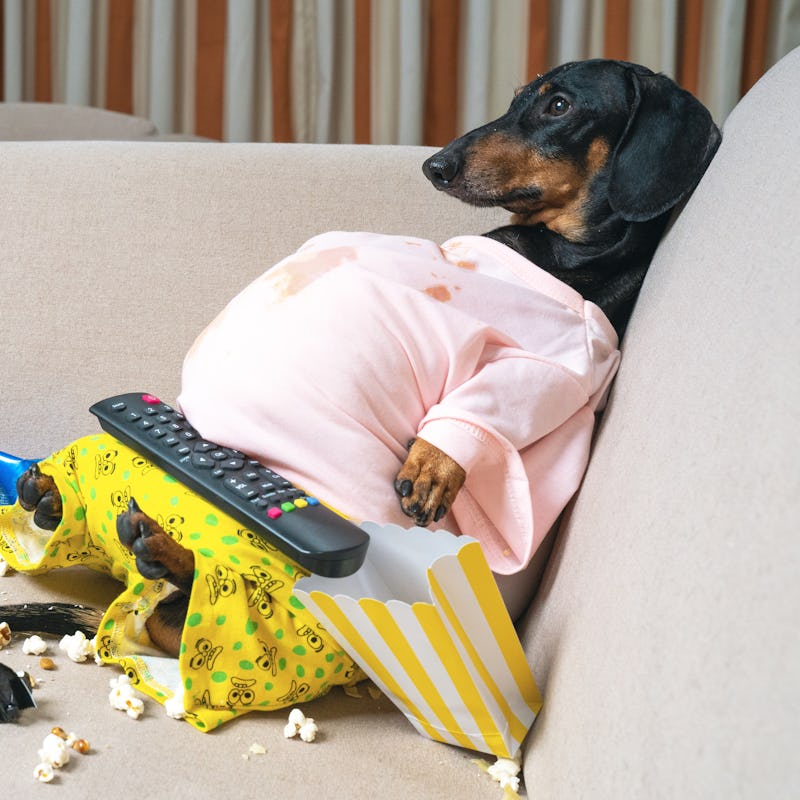 fat dog couch potato eating a popcorn, chocolate, fast food and watching television. Parody of a laz...