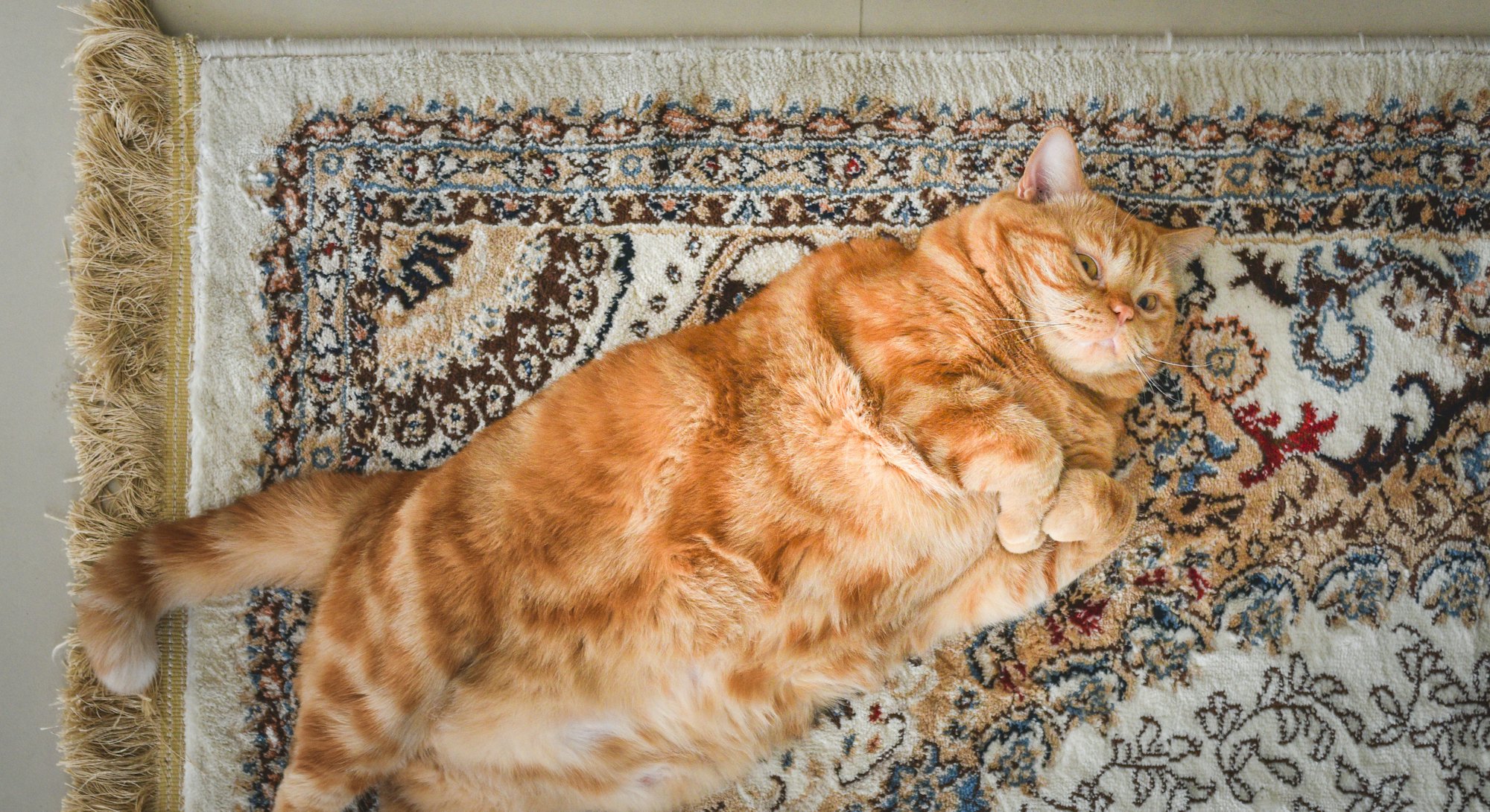 A very fat cat is lying on the сarpet on its back