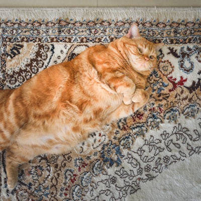 A very fat cat is lying on the сarpet on its back