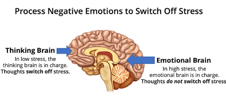 Brain illustration showing thinking and emotional brain parts