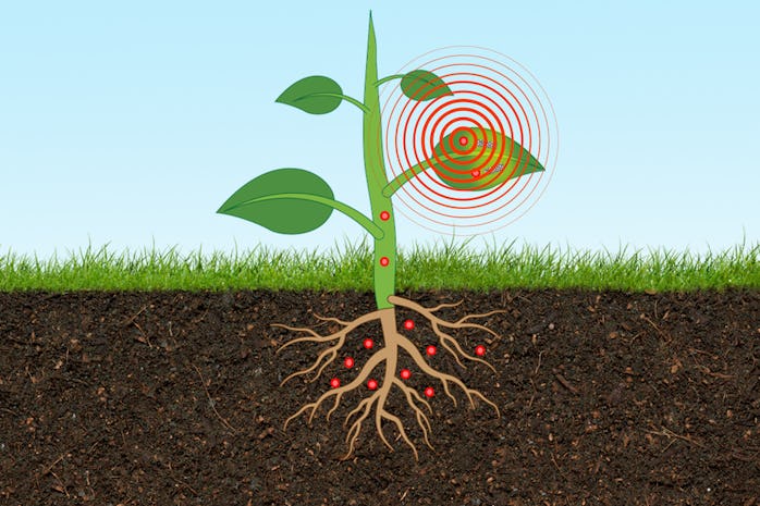 Illustration of plant sensor from MIT