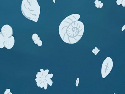 An illustration of shells and abstract elements in white on a dark-blue surface