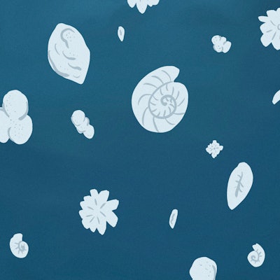 An illustration of shells and abstract elements in white on a dark-blue surface