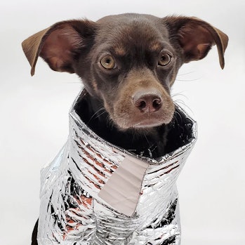 Creative director Rajeev Basu's puppy Remy is seen in a grocery delivery bag upcycled jacket. The ja...
