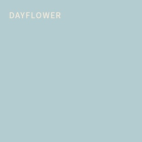 Dayflower Extra Durable Flat Interior Paint & Primer