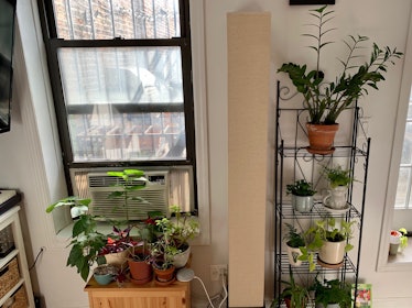two shelves full of plants