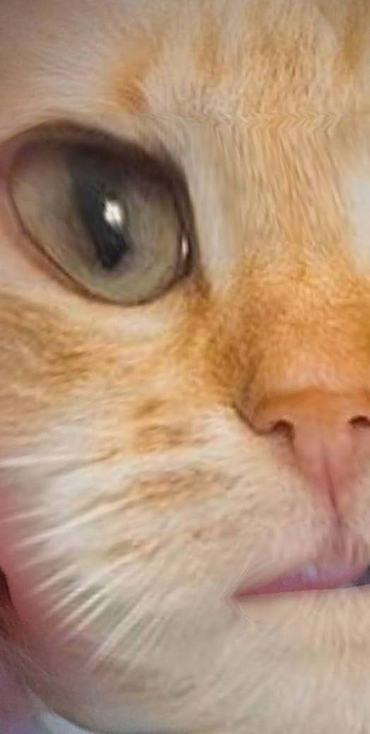 Some of the best cat face filters on Snapchat will help you freak out your feline friend.