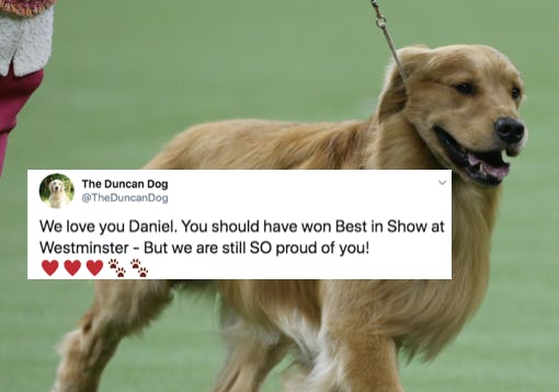 The Tweets About Daniel The Golden Retriever At The Westminster