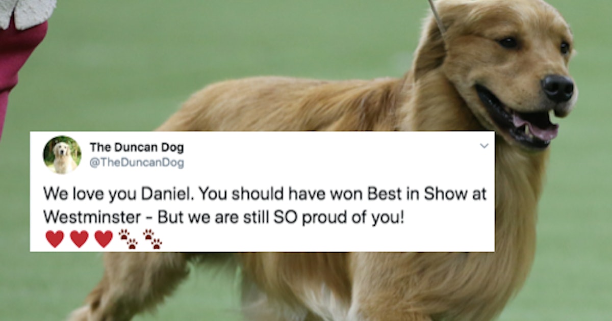 The Tweets About Daniel The Golden Retriever At The Westminster