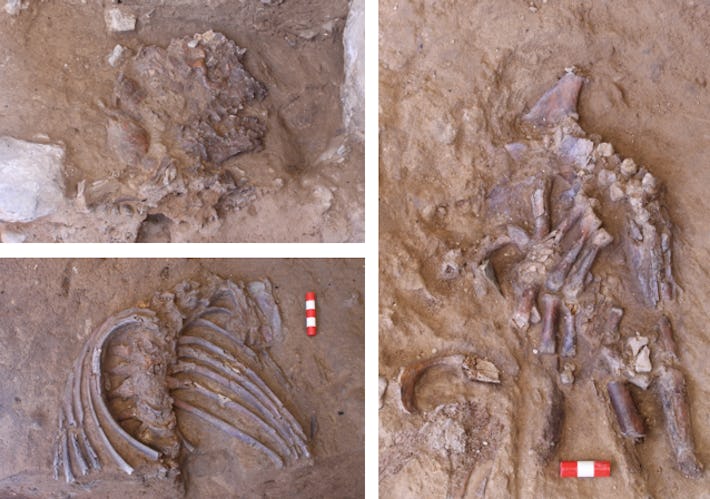 Funeral flowers for a Neanderthal: New study reveals humanity and ...