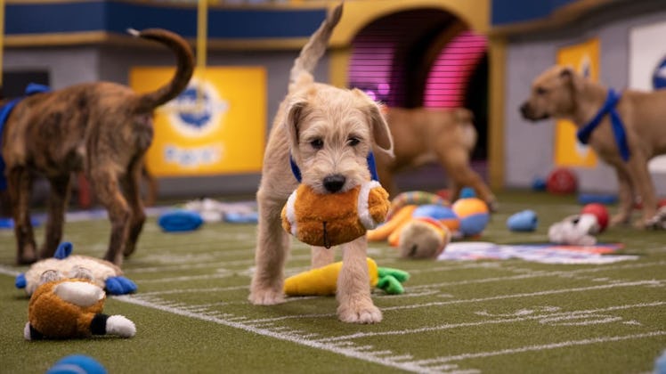 these tweets about the puppy bowl are so cute