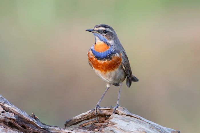 A bird sits on a log