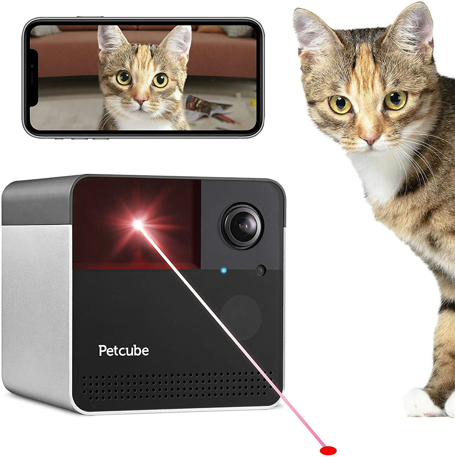 The 5 Best Pet Cameras For Cats