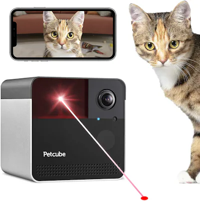 The 5 Best Pet Cameras For Cats