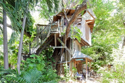 A large treehouse in Miami on Airbnb is surrounded by greenery.
