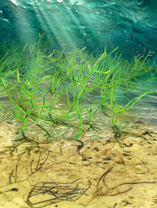 Artist rendering of green seaweed underwater 