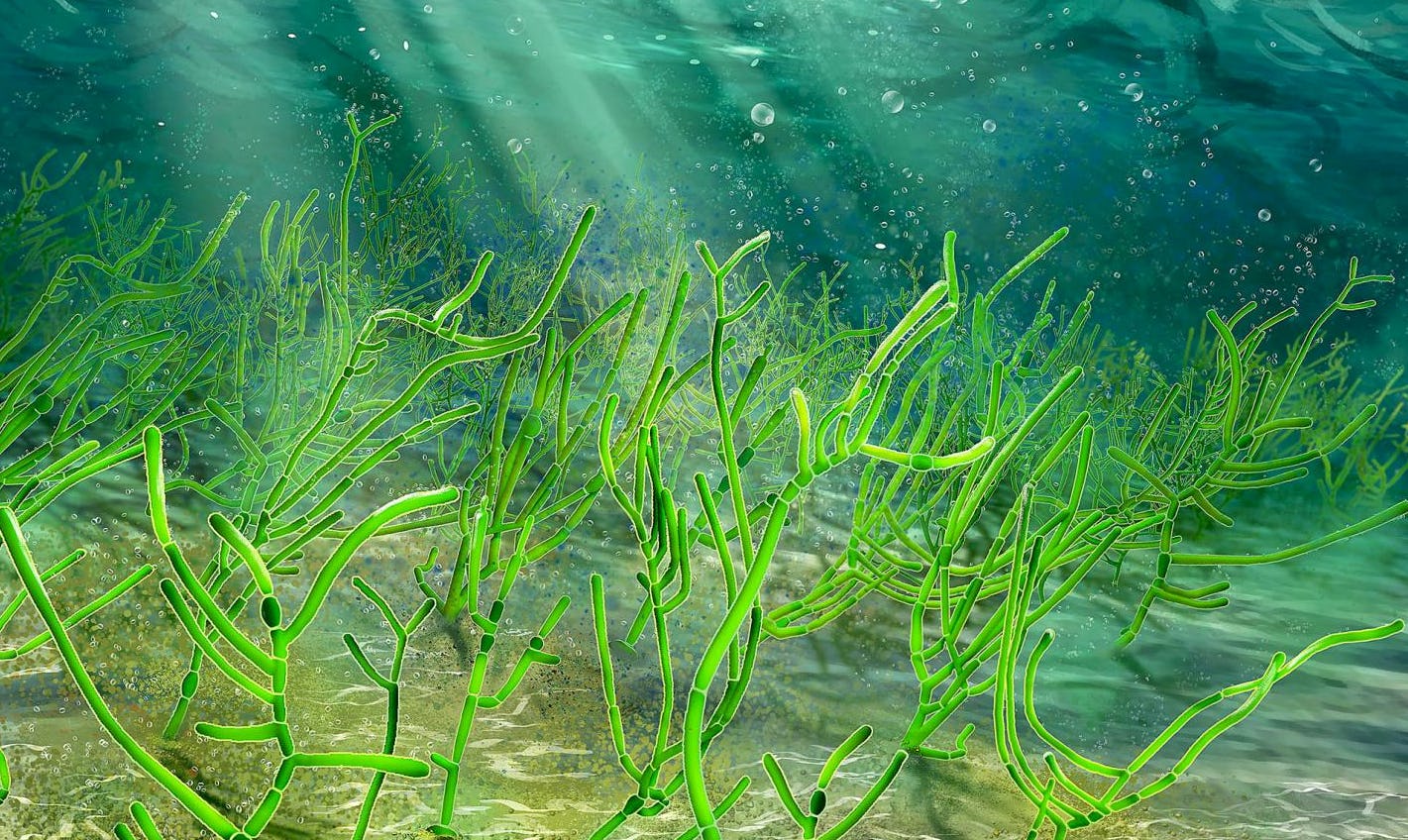 A billionyearold seaweed fossil has completely rewritten ancient history
