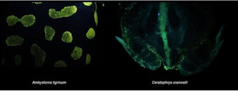 two lizard samples showing biofluorescence