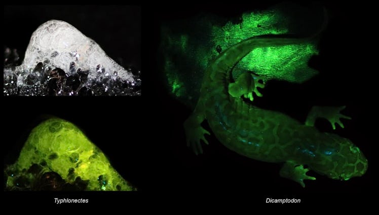 images of glowing salamander