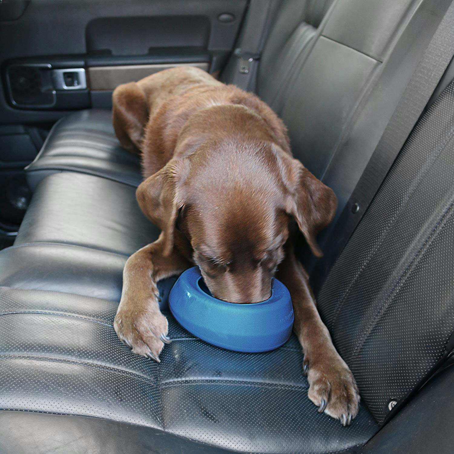 spill proof dog bowl