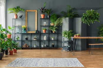 Tropical apartment interior with many plants, dark walls with molding, wooden table and bench