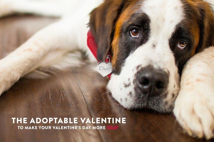 Coors Light is paying for dog adoption fees for 1,000 pups until Feb. 21.