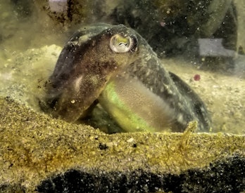 cuttlefish digging in the sand