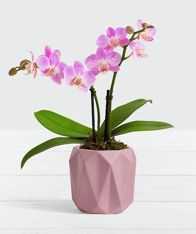 Pink Mini Orchid in Origami Planter