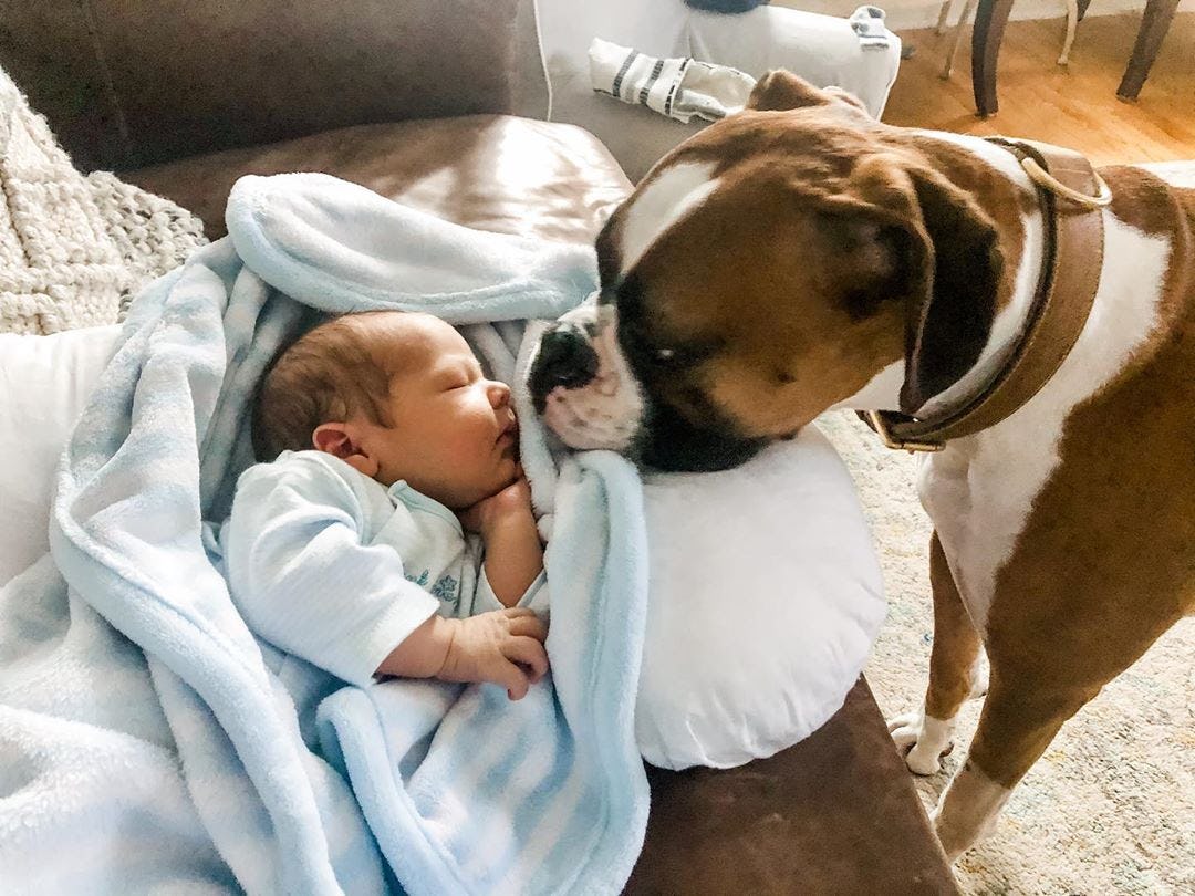 22 Photos Of Dogs Meeting Babies For The First Time