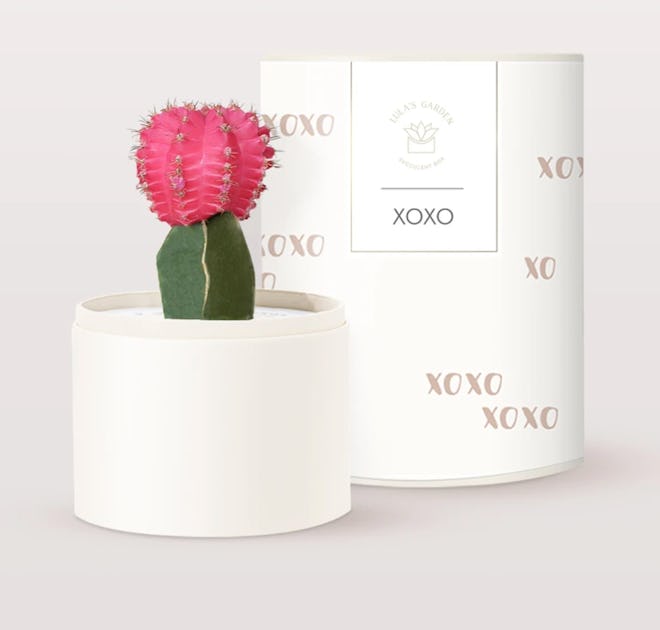 XOXO Cacti Garden