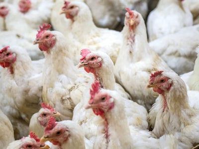 Close-Up Of Chicken In Farm