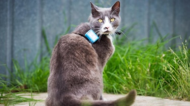gray cat with GPS tracker on its collar