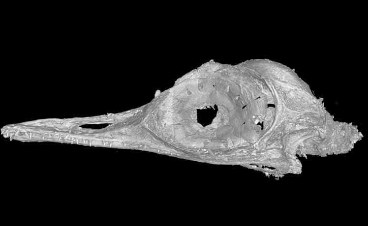 CT scan of Oculudentavis khaungraae skull. 