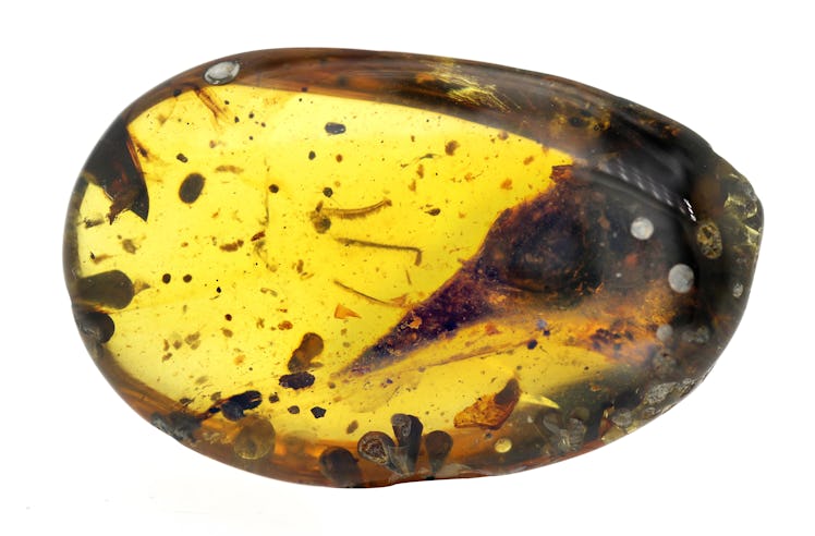 skull of a dinosaur preserved in amber