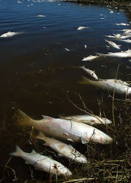 SAFRICA-POLLUTION-DEAD FISH