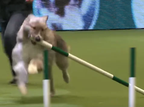 This Video Of Kratu The Rescue Dog At Crufts 2020 Is A Wild Ride