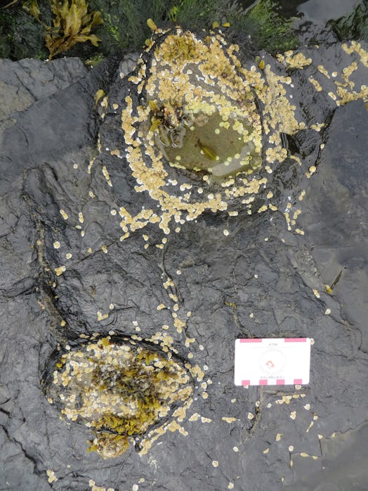 Fossil tracks left by a stegosaur on the Isle of Skye, Scotland