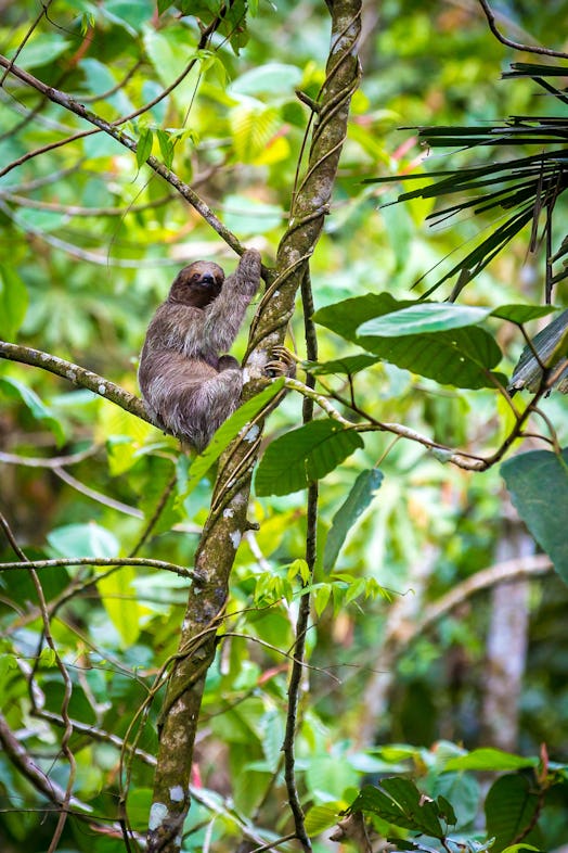 A sloth at Nayara Tented Camp hangs out in a tree.